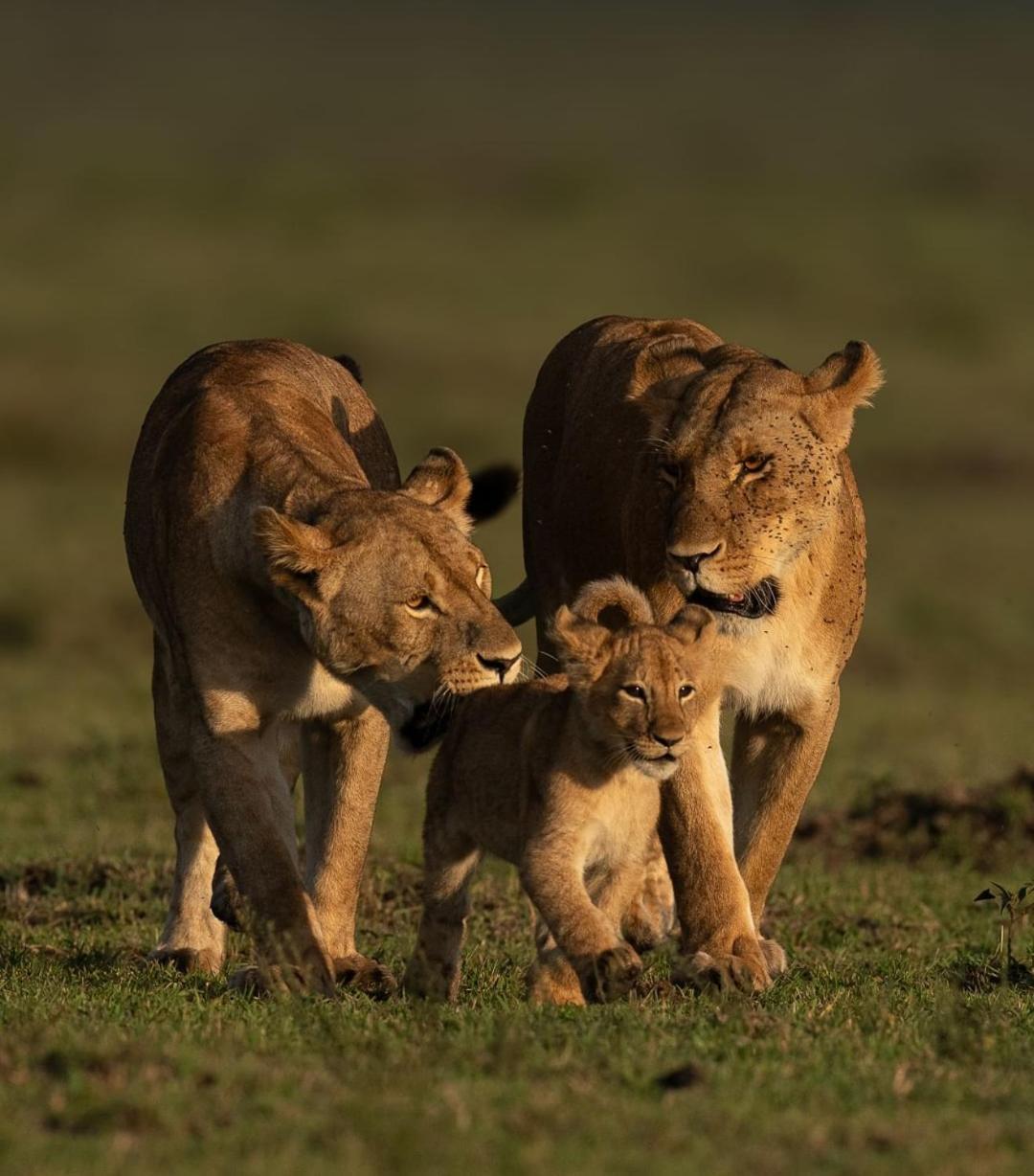 Mayian Luxury Camp Hotell Maasai Mara Eksteriør bilde